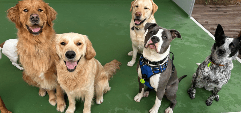 bayside dog lounge banner