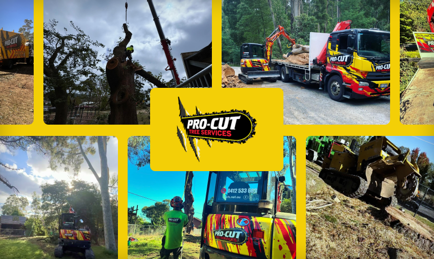 pro cut trees images banner