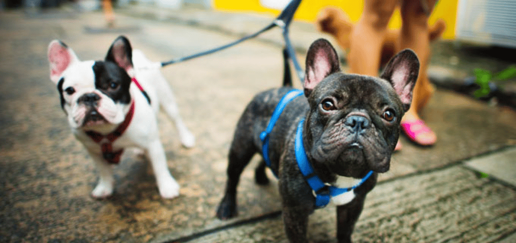 woofers sleepovers banner