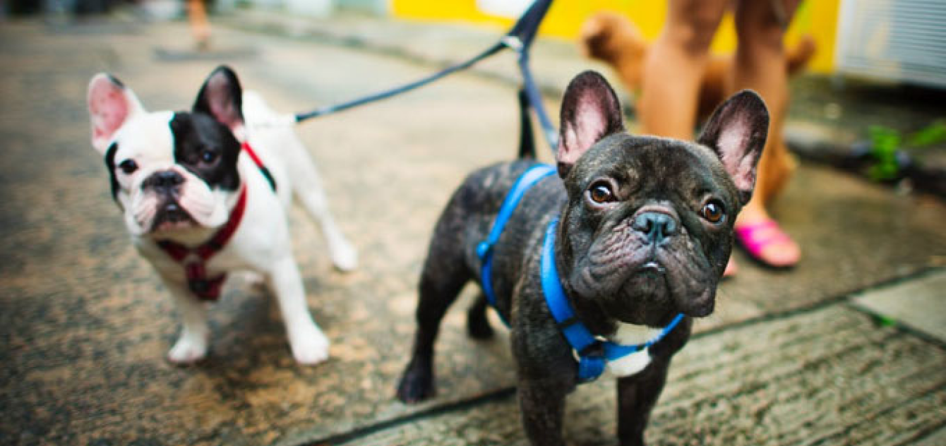 woofers sleepovers banner