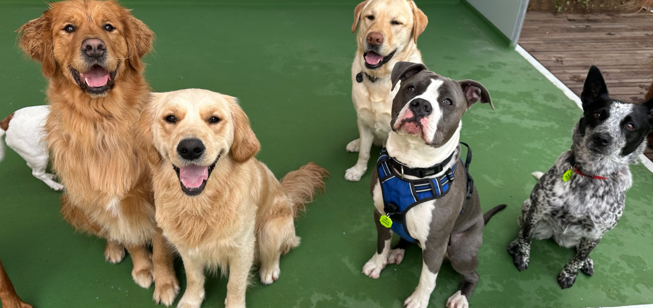 bayside dog lounge banner