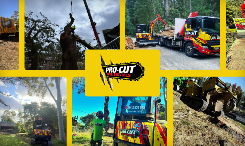 Pro Cut Trees Images Banner